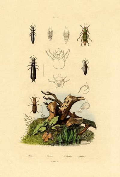 Borkenkäfer von French School